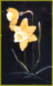 Daffodil Flwr2Pge13
