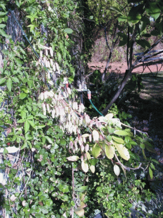 Tree of LifeAnimation3