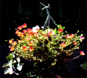 BlkbkgrdhangingBasket