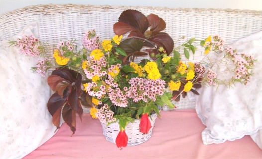 with Sleeping Hybiscus