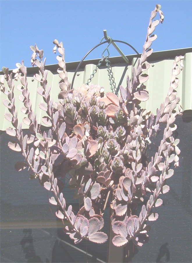 Sculptured like Hanging Basket
