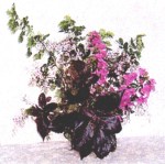 Dark Brown Leaves Flwrs