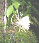 Nighttime Flower