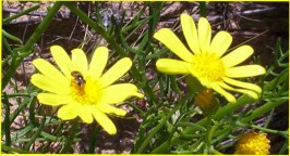 bee-on-daisy-nov-2016